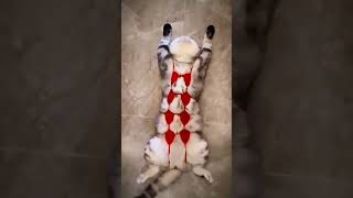 American shorthair cat sleeping#ytshorts #viral #trendingshorts #entertainment