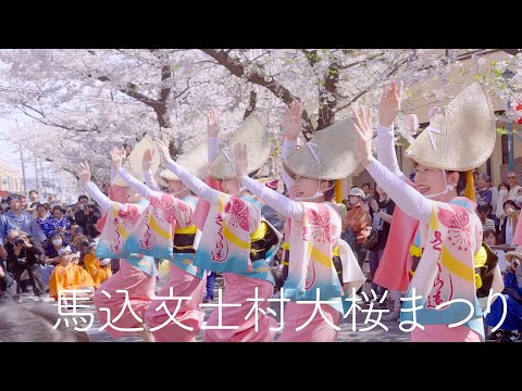 【阿波踊り2024】春は桜と阿波おどり！ 馬込文士村大桜まつり Awaodori in Tokyo Japan