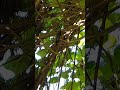 Cuban Emerald Hummingbird - Havana, Cuba