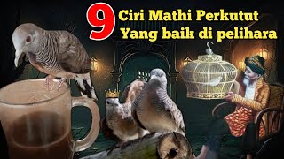 9 Ciri mathi Perkutut yang baik untuk di pelihara