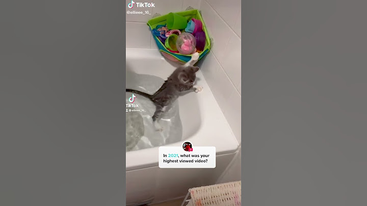 Cute Cat Falling Into Water - Funny Cat Videos 🐾