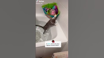 Thumbnail of Cute Cat Falling Into Water - Funny Cat Videos 🐾