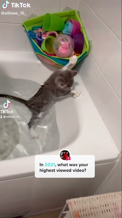 Cute Cat Falling Into Water - Funny Cat Videos 🐾