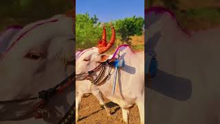 कस काय मित्रांनो बैल 🐂🥰#video #shorts #million #cow #youtube
