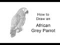 How to Draw an African Grey Parrot