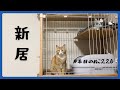 猫の新居／キャットケージ【本日のぬこ226】
