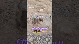 Little Puppies🐶 #playing #eachother #cute #dog #life #imagecapture #fypyoutube #shorts #funnycute