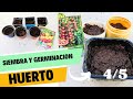 Siembra y Germinacion de semillas para el Huerto