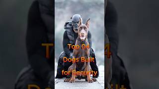 Top 4 Dog Built For Security