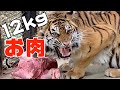 【閲覧注意】トラに肉の塊を与えたら衝撃の結末！！Tiger got 12kg meat !!