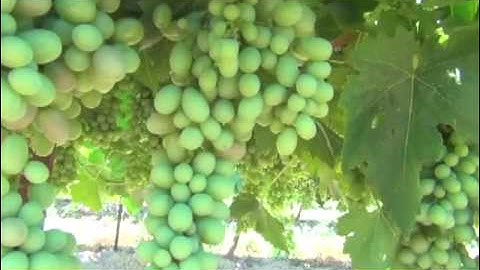 Grape Grower in Sanger Battles Drought & Vine Mealybug Pressures