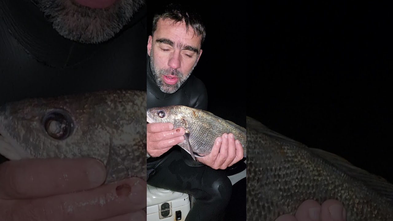 Συναγρίδες του Νοέμβρη