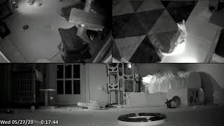 Kitten Academy Live Stream