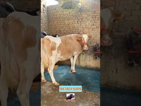 ਦੂਜਾ ਸੂਆ ਤਾਜ਼ੀ ਸੂਈ ਜਰਸੀ ਵੈਹੜ ਵਿਕਾਊ #sukhrajdairyfarming