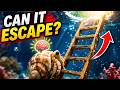 “Can a Tiny Hermit Crab Escape? 🐚🧠 IQ Test Experiment”