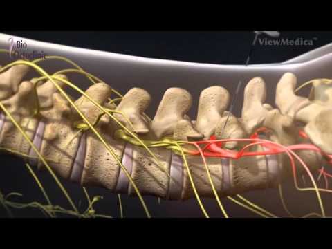 Video: Care Este Efectul Manipulării Coloanei Vertebrale Asupra Pragului Durerii De Presiune La Subiecții Tineri Asimptomatici? Un Studiu Randomizat Controlat Cu Placebo, Cu Un Design înc