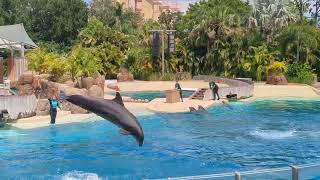 SeaWorld Orlando - Dolphin Adventures (May 19th, 2023 - Humans & Dolphins Play)