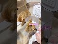 これ猫あるあるだよね?#猫 #cat