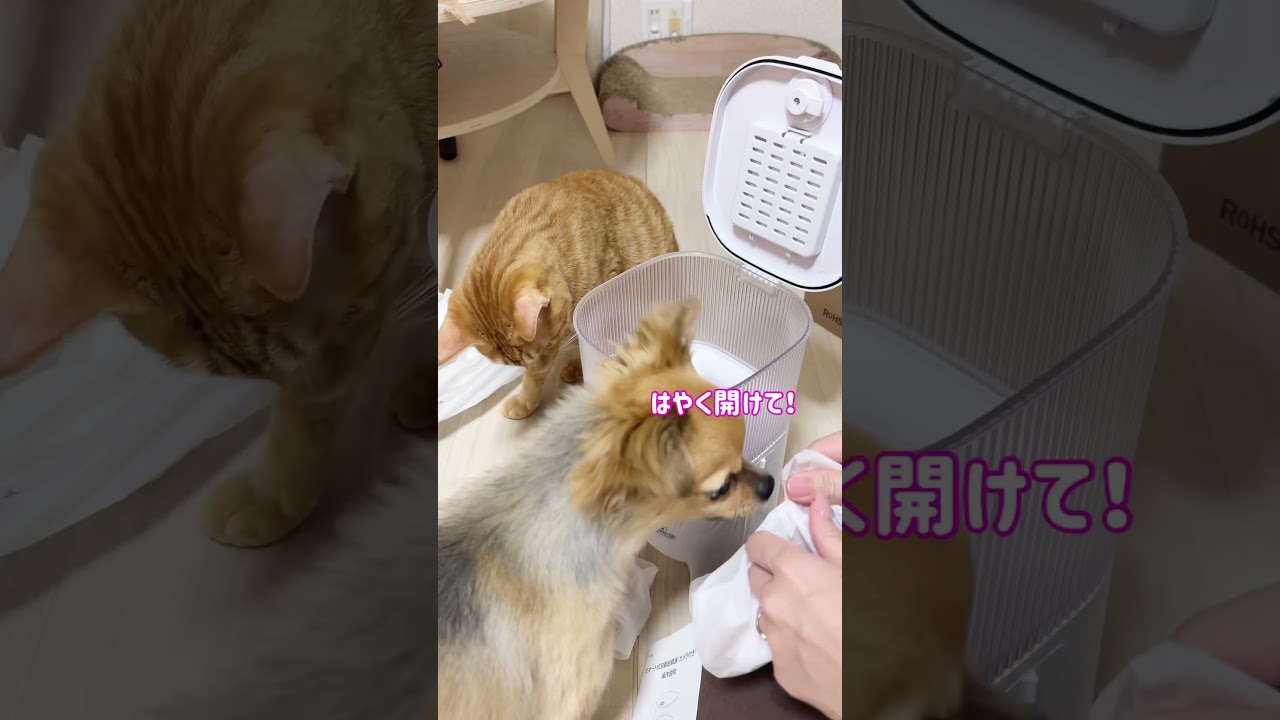 これ猫あるあるだよね?#猫 #cat