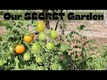 Our large vegetable GARDEN! We have been keeping this on a secret.