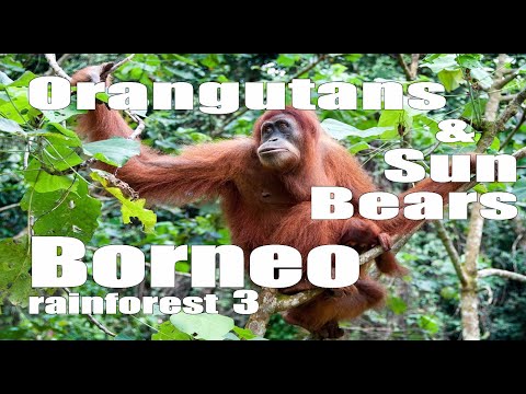 Vídeo: 5 llocs per veure orangutans a Borneo