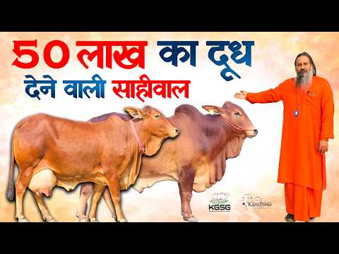 Sahiwal cow that gives milk worth Rs 50 lakh | Kamdhenu Gaushala (DJJS)