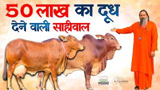 50 लाख का दूध देनी वाली साहिवाल | Kamdhenu Gaushala (DJJS)