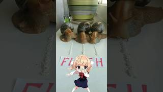 Loli's Dance With Snails