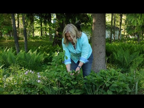 Video: Chelsea Chop Beskärningsmetod - Växter som lämpar sig för Chelsea Chop