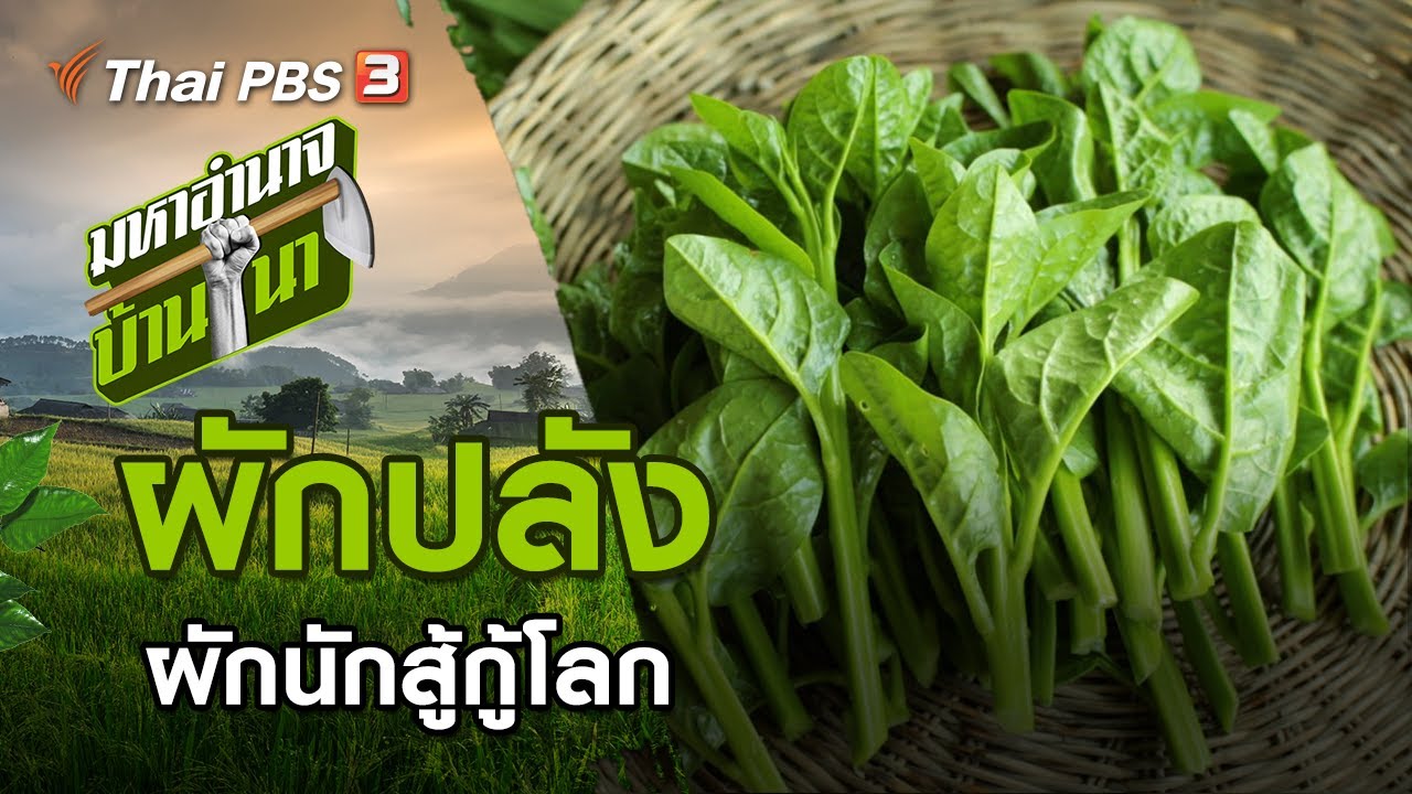 ผักปลัง ผักนักสู้กู้โลก : มหาอำนาจบ้านนา