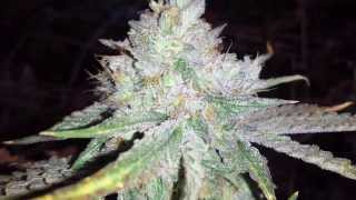 UW Purple Kush Grow Day 56 Harvest