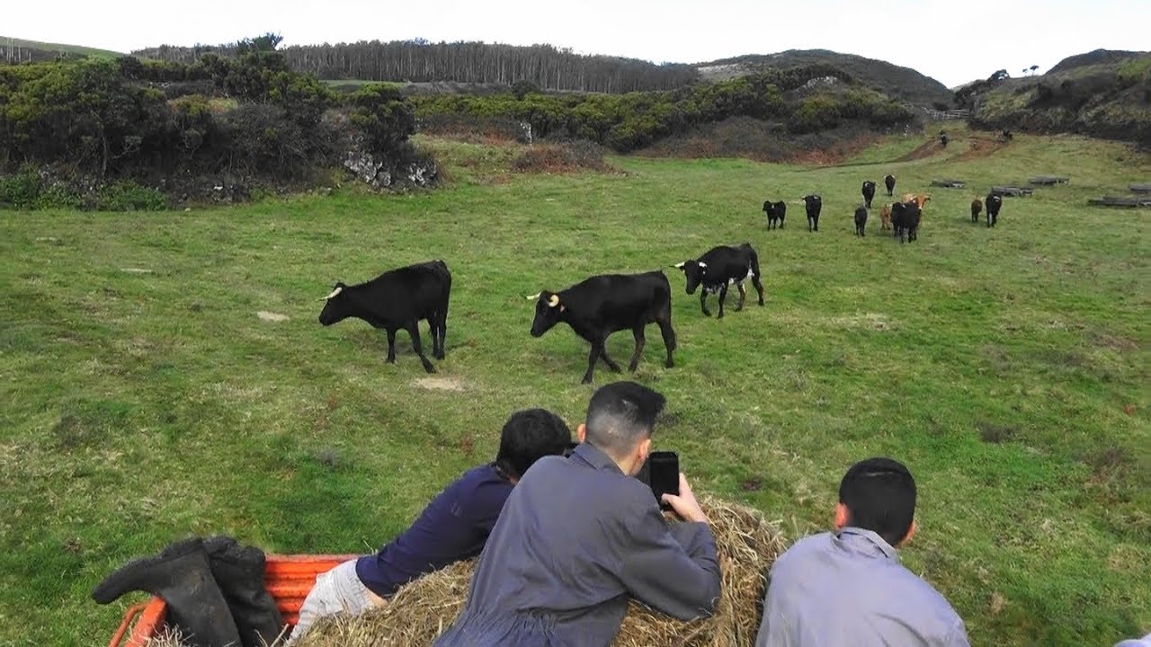 JAF - Tratar O Gado (Inclui Vacas e Semental Santiago Domecq)