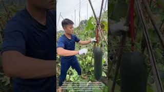 🪓🌱 Manual Trellis Vine Pruning and Heavy Winter Melon Harvesting