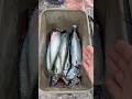 猿でも絶対に釣れる釣り