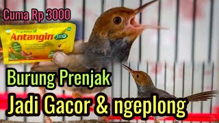 Cara Cepat Burung Prenjak Tilek Agar Bunyi dan ngeplong Cuma Modal Rp 3000 Rupiah