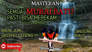 Masteran Cocok Untuk Murai Batu Bikin Juri Terpesona