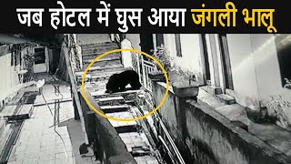 When A Bear Comes in A Hotel at Dalhousie in India