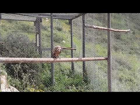 A group of Western griffon vultures and their enclosure