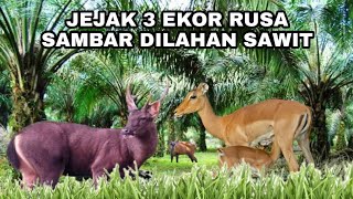 BERBURU RUSA SAMBAR LIAR DI HUTAN KALIMANTAN - bagas malindo