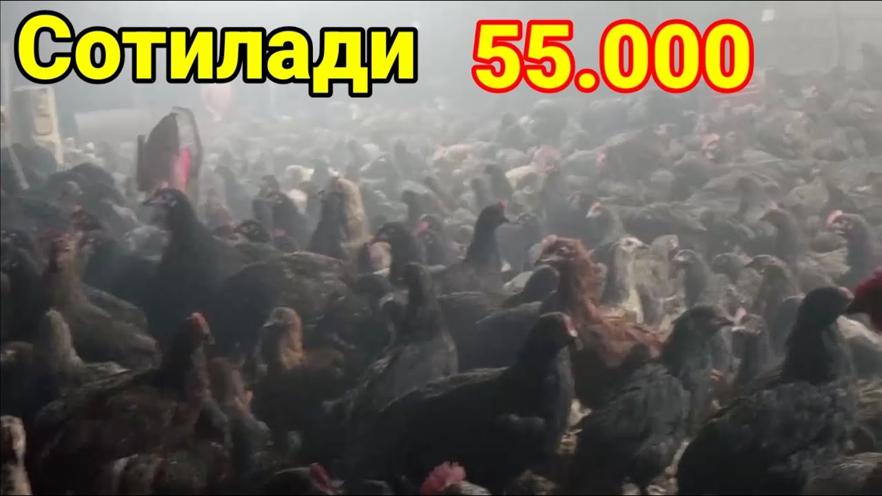 Андижон кора товуклари сотилади