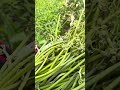 Picking wild vegetables Warabi/Bracken fern #wildvegetables #buhayprobinsya #simplelifestyle