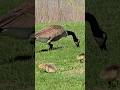 geese and chicks walking about looking for food in the grass toronto canada may 2026