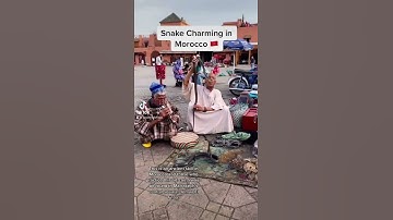 Thumbnail of WATCH! Snake Charming in Morocco 🇲🇦