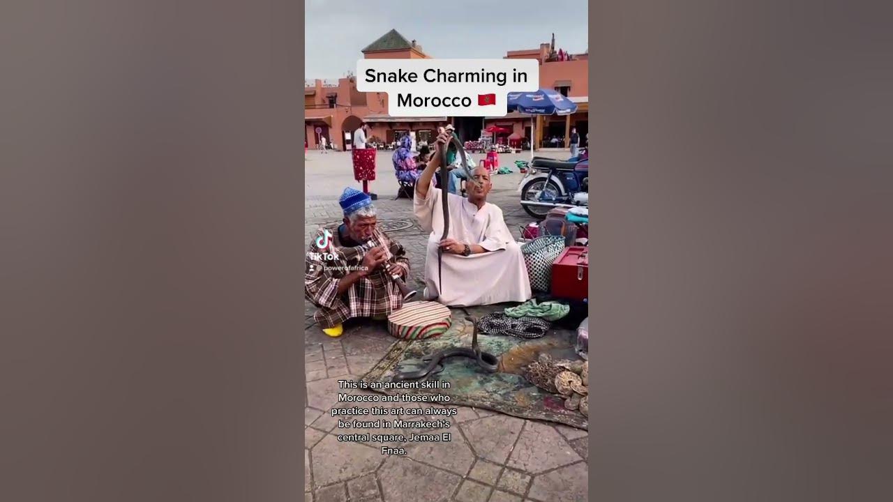 WATCH! Snake Charming in Morocco 🇲🇦