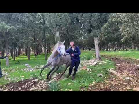 رفسة-حصان-عربي-أصيل-arabian-horse-kicking