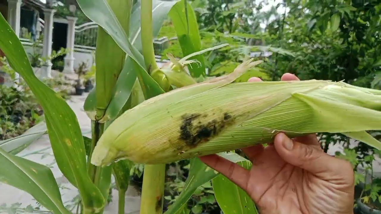 Perdana Panen Jagung dalam Pot. Happy Gardening
