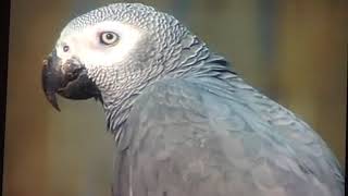 Birds In The Zoo By Mattinkybpds11