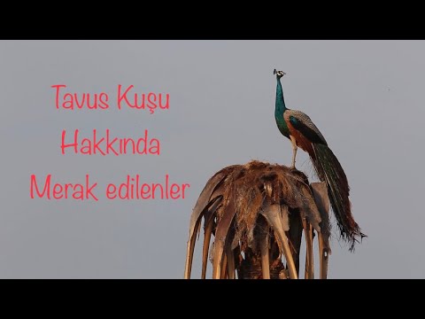 Tavus Kuşu Hakkında