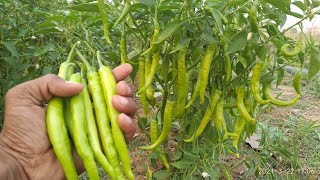 हरि/लाल मिर्च की एक बेहतरीन किस्म Arka Swetha F1 Hybrid Chilli by IIHR, Bangalore, Mirch ki kheti