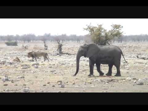 ライオンvs象 Lion Vs Elephant In Namibia Etosha National Park Youtube